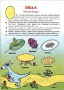 Картинка Окешка частный детский